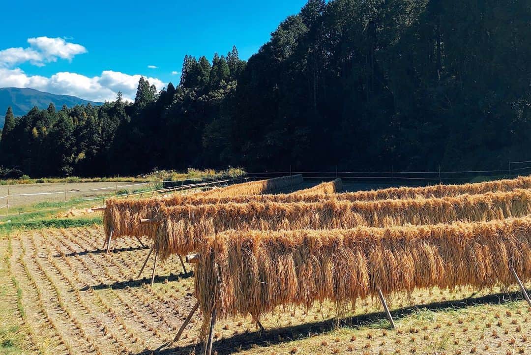 迫田さおりさんのインスタグラム写真 - (迫田さおりInstagram)「・ 湧水町 お米作り🌾 ・ @kiboriya の猪俣さんの一言から始まったお米作り‼︎ 猪俣さんが、「一緒に作ろう‼︎」って言ってくださらなかったからこんな素敵な日々を過ごせなかっただろうなぁ。 ・ トラクターに乗せてもらったり、稲を植えさせてもらったり、本当に貴重な体験をさせていただきました。 ・ 猪俣さんが暑い日も雨の日も台風の日も毎日24時間しっかりお米と向き合ってくれたおかげで美味しい新米を頂くことが出来ました😊🌾 ・ どんな時でも笑顔で迎え入れてくれて、常に前向きな言葉をくれる猪俣さん‼︎ 本当にありがとうございます😊 ・ そして、お米の次は…🤭 麦です‼︎ さつきさんにいろいろ教わりながら次は美味しいパンを作るよーぉ🤭 その前に麦を育てなきゃね😆 楽しみ楽しみ♪ ・ これからもよろしくお願いします‼︎ @kiboriya 猪俣さん @homemade_loop_us  さつきさん そして… @yusuikankou  @yusui_chiikiokoshi  ・ ・ #鹿児島 #湧水町」11月8日 21時52分 - saori.rio
