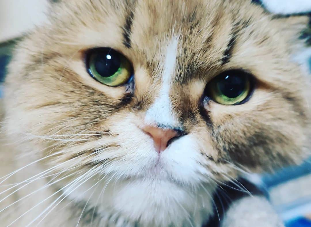 KEIさんのインスタグラム写真 - (KEIInstagram)「11月8日。 凛ちゃん誕生日でした！ ハピバっ☆  #猫の凛 #りんちゃん #にゃっぴーばーすでー」11月8日 21時58分 - kei_gt_inst