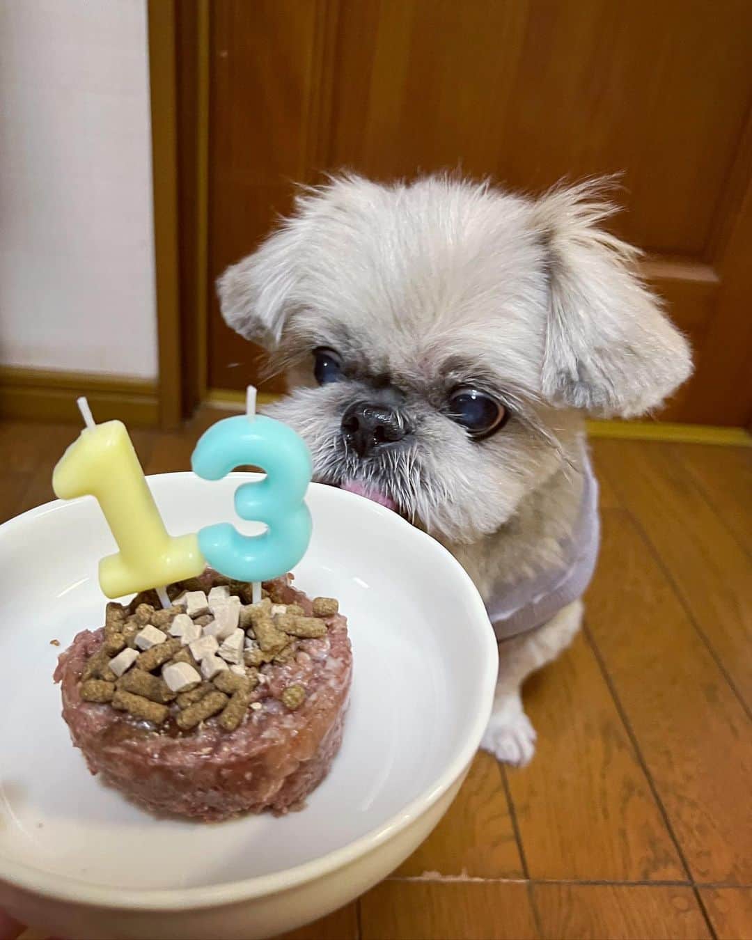 もえむさんのインスタグラム写真 - (もえむInstagram)「🎂 くまさんは11月1日で13歳になりました🫶  相変わらずごはんもおじさんも大好きだけど、最近は若いお兄さんがタイプらしいです😙  #13歳も健康で楽しくおいしく過ごそうね」11月8日 22時10分 - moem_n