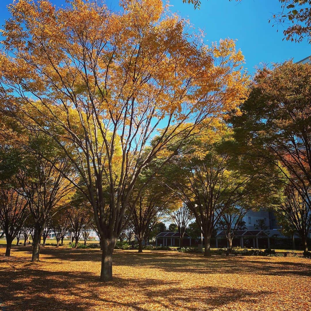 川嵜美佳のインスタグラム：「#秋 #紅葉 #公園  #現場 #お仕事   会社の鍵忘れたので、現場に直行し 公園で、#弁当 🙄」