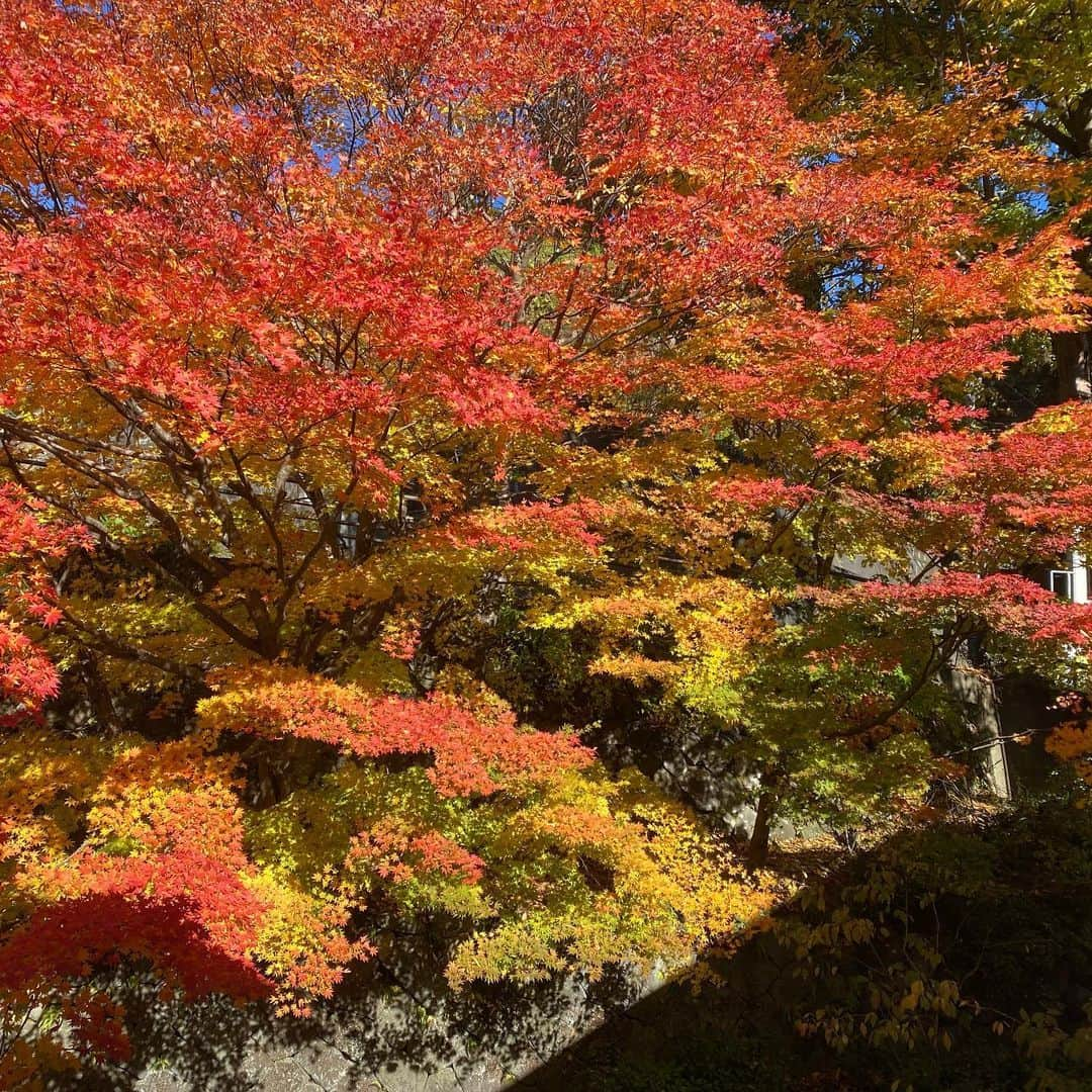 野沢温泉　村のホテル　住吉屋のインスタグラム：「「晩秋の野沢温泉」 紅葉も山を早足で駆け下り、ここ野沢温泉では晩秋の雰囲気。 朝晩もめっきり寒くなってきました。 寒い時期の温泉もこれまた格別です。 今年も、冬がもうそこまで近づいて来ています。  #野沢温泉村のホテル住吉屋　#住吉屋　#野沢温泉住吉屋　#野沢温泉　#野沢温泉村　#冬 #雪　#野沢温泉 #温泉旅行　#秋の旅行　#長野県　#信州　#旅行　#信州割　#全国旅行支援」