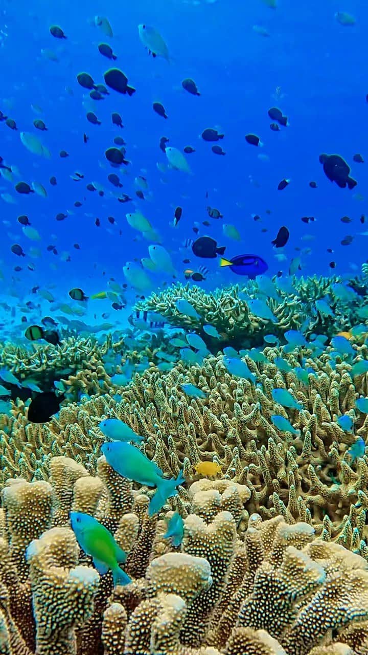 青山恵梨子のインスタグラム：「Zamami,Okinawa🪸🫧  @divecenter_noy_zamami」
