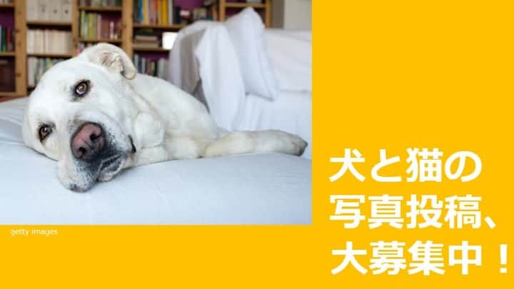 のインスタグラム：「【愛犬、愛猫の写真投稿、大募集中！】  sippoは、愛犬、愛猫の写真投稿を募集しています！  採用された方はsippoサイトほか、公式Instagramや,twitterでもご紹介させていただきます😊  何度でも投稿いただけますので、ぜひぜひご参加ください！  とくにワンちゃん大募集中です！  ✅投稿できる方 現在犬や猫を飼っている方 （譲渡予定の子や、すでに他界した子は投稿対象となりません。ごめんなさい！）  ✅投稿方法 （１）ご自身のInstagram または Twitter から投稿をお願いします！  《Instagramから》 sippoの公式 Instagram @sippo_officialをフォロー、 #sippoストーリー  をつけた犬や猫の写真をご自身のアカウントにアップ  《Twitterから》 sippoの公式Twitter @Asahisippoをフォロー、 #sippoストーリー  をつけた犬や猫の写真をご自身のアカウントにアップ　  （２）投稿いただいた中から、編集部が写真をセレクトします。選ばれた方には、ＳＮＳのＤＭ（ダイレクトメッセージ）でご連絡致します。紹介文入力フォームのリンクをお送りするので、ペットとの忘れられないストーリーなどの入力をお願いします。  （３）「sippoストーリー」での掲載日が決まりましたら、改めて編集部からDMでご連絡を差し上げます。  ✅投稿規約 投稿規約→https://sippo.asahi.com/info/14374647」