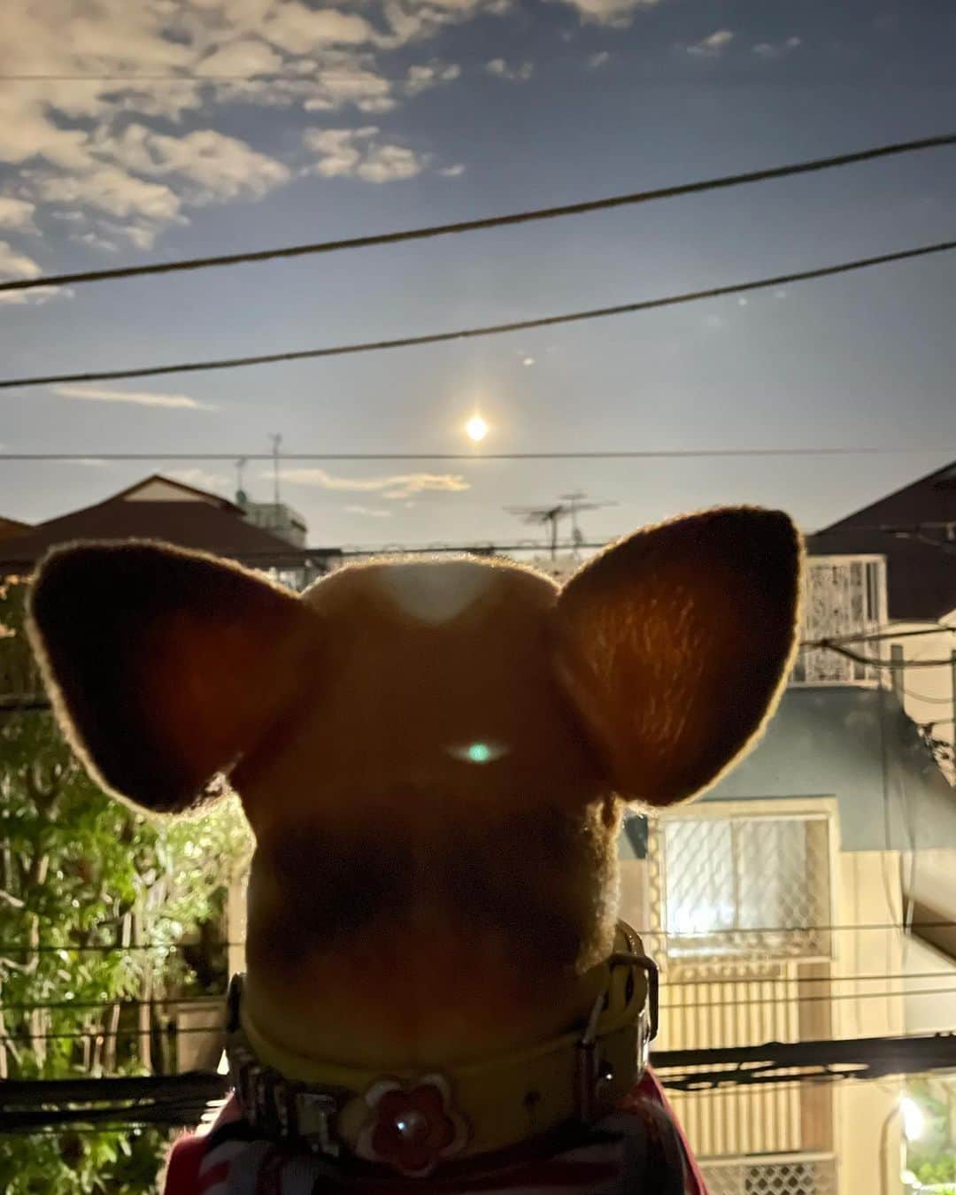 橋本志穂さんのインスタグラム写真 - (橋本志穂Instagram)「いやー急いで帰ってきた！ よし。お月見準備完了  #皆既月食」11月8日 17時29分 - shihohashimoto3