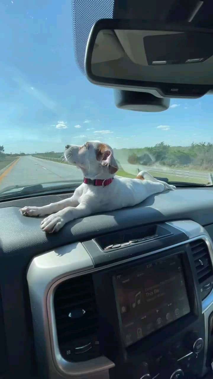 Beautiful Nature & Animalsのインスタグラム：「Road trip 🐶 tag your friends By @longbeach_leo  #jackrussell #jackrussellterrier #jackrussellsofinstagram #jackrussellmoments #jackrussellpuppy #jackrusselllove #jackrussellfan #pup #pups #dog #doggo #dogsofinstagram  #dogs_of_instagram #doglovers #roadtrip #happy #smile #explorepage #explorer #exploremore #exploreeverything」