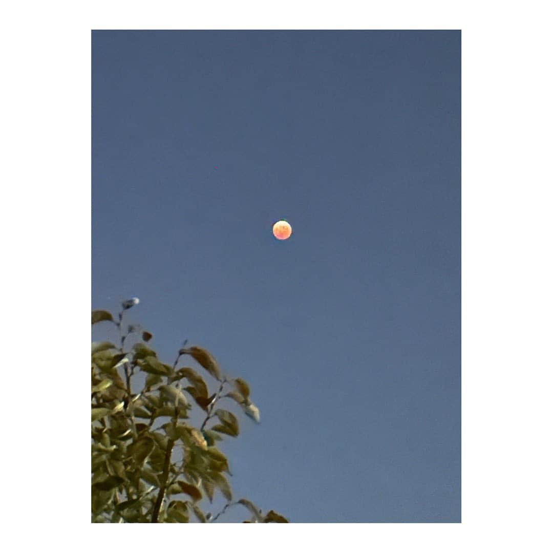 百々千晴のインスタグラム：「Beaver Blood Moon Lunar Eclipse🌖  写真🤳息子」