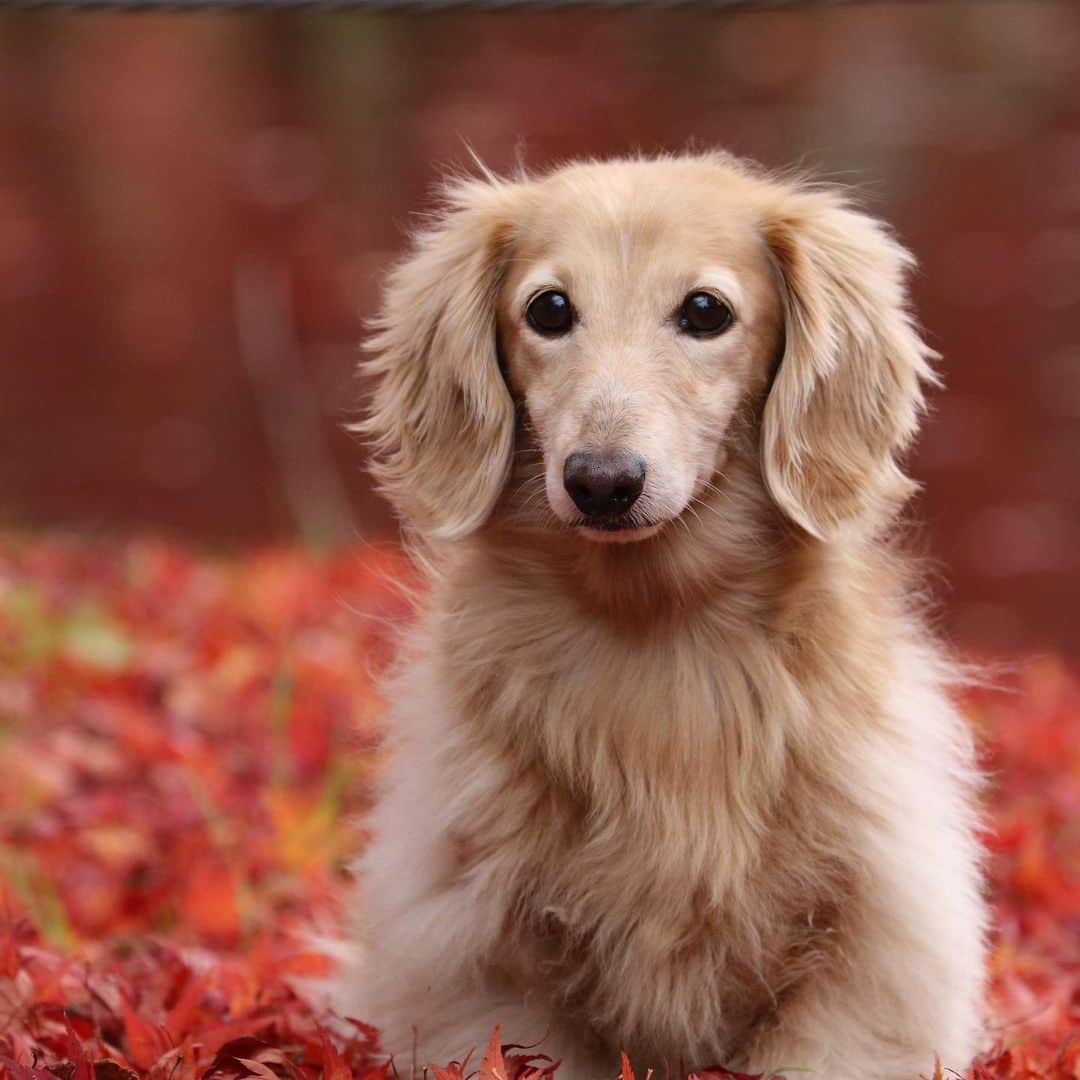 ハッチ＆ニコさんのインスタグラム写真 - (ハッチ＆ニコInstagram)「🍁🐶🍁  #カメラ嫌い同好会  #犬の生活が第一 #癒しわんこ #dachshund #ダックス #犬バカ部 #短足部 #ふわもこ部」11月8日 20時18分 - hacth427