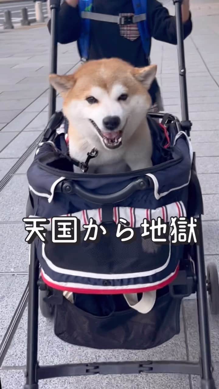 ゆうとろ（柴犬ゆうと猫のとろ）のインスタグラム：「めったに貰えないガムオヤツを貰って幸せ絶頂だったのに！天国からの地獄っ！オヤツが落ちて軽くパニック😂拾ってあげたら興奮しすぎて、おティンティンが🤣 　 🐕Yu…Shiba ,♂, 2015.06.09, 7th 　 きゅんとしたらコメント欄に『❤️』スタンプでリアクション貰えると嬉しいワン🐶💕 　 他の投稿も気になった方は @yuandtoro をチェックしてね☑︎ 　 #柴犬 #柴犬部  #柴犬のいる暮らし  #shibastagram  #いぬばか部」