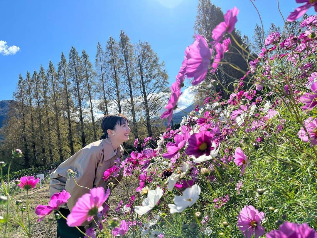 永井友梨のインスタグラム：「すっきりと晴れた秋の日は本当に気持ちが良いですね🍁。 この季節をまだまだ楽しめますように☺️！  #秋がダントツで好きです #秋生まれ #秋桜 #コスモス #生駒高原 #花の駅生駒高原 #行楽日和   (写真は10月中旬の生駒高原📷)」