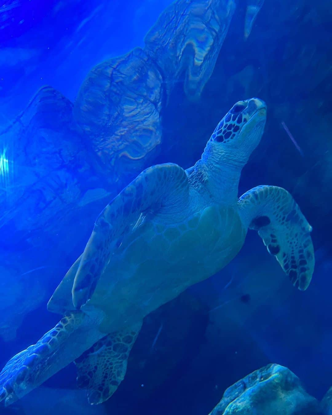 川田明日未さんのインスタグラム写真 - (川田明日未Instagram)「お友達と水族館にいってきたよ^ ^🐟  楽しかった〜🐟  #ナマズ #しながわ水族館」11月8日 20時59分 - asu.min_