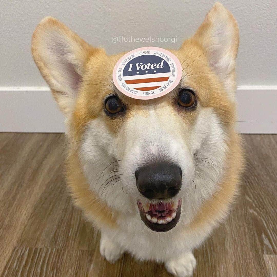 のインスタグラム：「If I can't vote you should... so I hope you went out and voted! But it I could vote I would vote for mandatory boops and extra treats! #ElectionDay #IVoted」