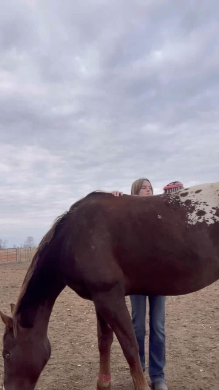 レイン・マッケンジーのインスタグラム：「Mornings with these beautiful ladies #rescuehorses #horses」