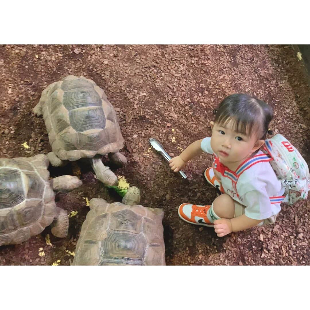 高松雪乃さんのインスタグラム写真 - (高松雪乃Instagram)「先日 休みの日に、ちびのんとiZooへ🐢0歳から何度も遊びに連れて来ていますが、やっぱりここが一番成長を感じる場所です😌  一人でトングを持ち、カメさんに餌をあげることができました🥲💓  それにしても、こんなにゾウガメに囲まれても動じない娘…笑  #2歳　#iZoo #爬虫類　#はちゅ育　#育児」11月9日 9時47分 - yukinotakamatsu