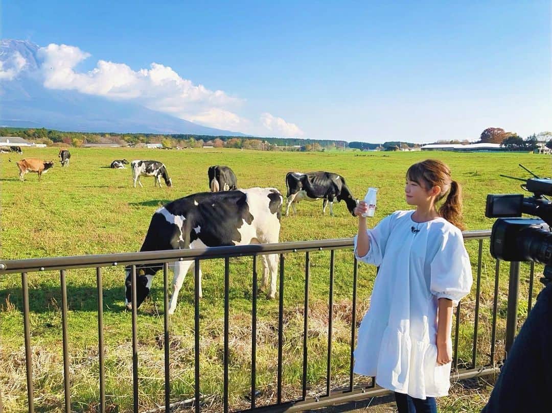 内山絵里加のインスタグラム：「・ ・ 『静岡彩発見〜酪農めぐり〜』 今回は、朝霧高原へ🐄🥛 ・ お仕事ながら 大好きな牛に会えるのは 最高に癒される瞬間🌱 ・ 富士山のもとで育った牛たちの恵みは おもわず『ぷはぁーっ』と声が漏れる美味しさです。 あさぎり牛乳、最高でした❤︎ レトロで可愛いロゴも、たまらないです🐄🌱 ・ 牛乳離れ、後継者不足.. 酪農にはいろんな課題がありますが 酪農家のみなさんの努力によって きょうも私たちは おいしい牛乳を飲めています🥛 ・ 牛乳を飲んで、きょうもがんばりましょうー！🐄❤︎ ・ #朝霧高原 #あさぎり牛乳 #牛乳 #牛 #酪農応援 #トコチャン#静岡彩発見 #牛乳3本飲みました #ソフトクリームも」