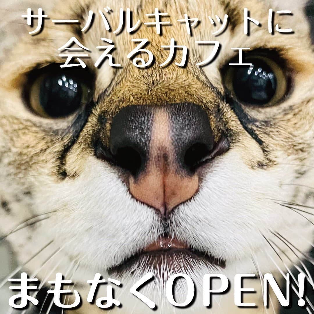 SKYtomoのインスタグラム：「この1年間ずっとこれに時間を使ってました！ サーバルキャットが見れるカフェを今月15日にグランドオープンします。 名前 cafe surin(スリン) 場所　沖縄県南城市大里字古堅527-1 時間　11:00〜18:00 (L.O17:30)  普通の猫カフェとは違い、専属のシェフも在籍してるので、本格的な料理を提供します。 また、隣の600坪の畑では自家製野菜やハーブを育てており、自家製の飲み物もあります。 おすすめはジンジャーエールです！ マジで美味しいです。  内装はご存知の通りかなりこだわって全て手作りしました。  是非興味ある方はインスタのフォローお願いします。  @cafe_surin   #cafesurin #カフェスリン #沖縄カフェ #jocalulu #ジョカルル #沖縄 #沖縄グルメ #南城市カフェ #サーバルキャット #猫カフェ #特定動物 #チーターみたいな猫 #大型猫 #タコライス #diy #手作りカフェ #こだわりの空間 #インスタ映えスポット #自家栽培野菜 #自家栽培ハーブ #okinawa #okinawacafe」