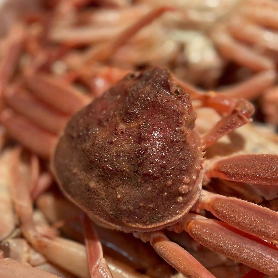 居酒屋 六度のインスタグラム：「【㊗️解禁】 ついに解禁しました！ 県産『香箱ガニ🦀』  当店もご準備してございます✨✨  🔸三杯酢 🔸おでんのカニ面  どちらもご準備ありますので、スタッフまでお声かけくださいませ🦀  本日も よろしくお願いします🦀  #カニ解禁🦀  #加能ガニ  #香箱蟹  #輝  #輝姫  #かないわ香箱  #金沢おでん🍢  #バイ貝  #三杯酢でいただく  #お刺身盛り合わせ  #日本酒居酒屋  #地酒  #お待ちしております」