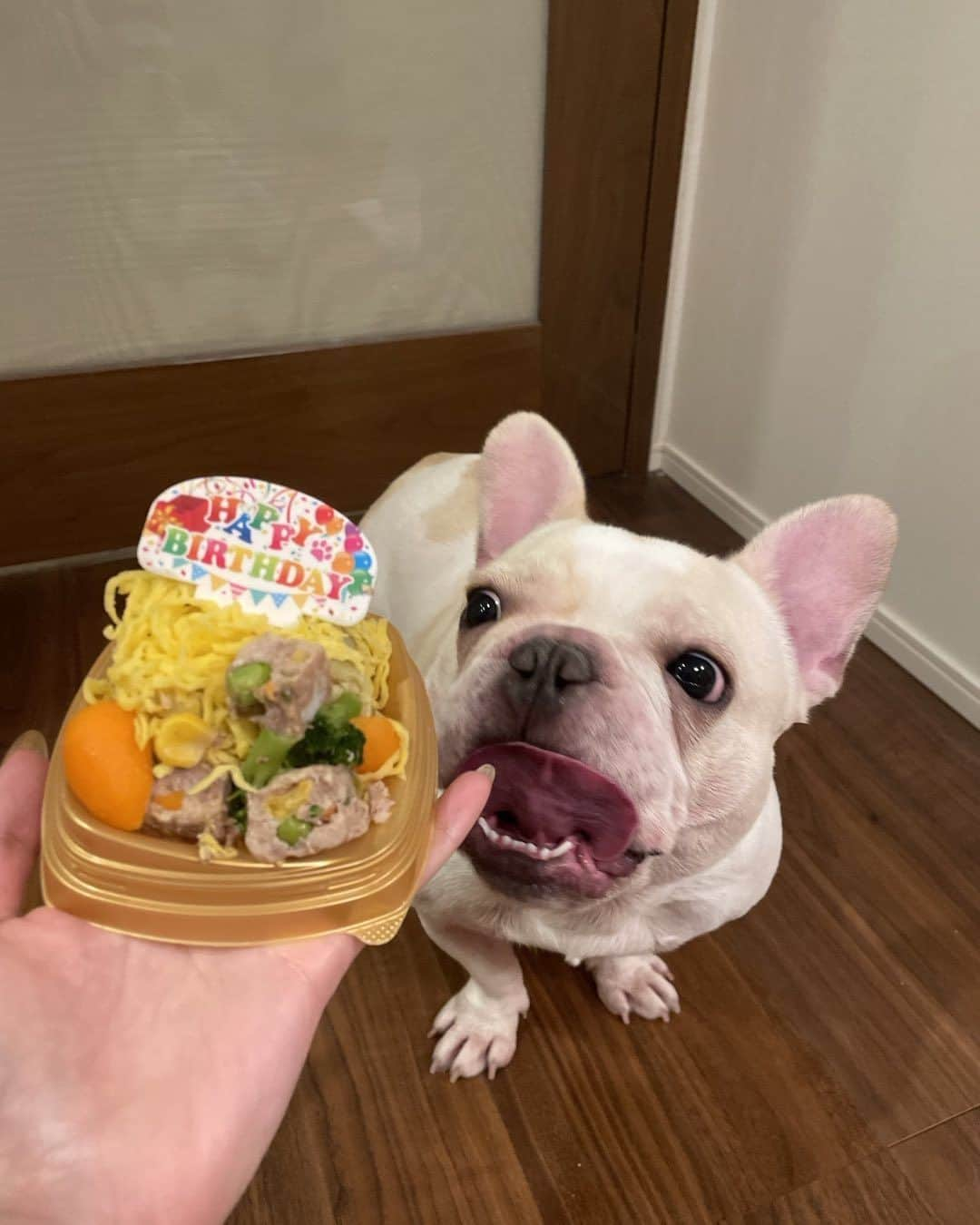 竹内まなぶのインスタグラム：「愛犬きなこが2歳になりました🐶❤️ 野菜のケーキをレンジでチンしたら崩れました🥕🥦💕 #フレンチブルドッグ」