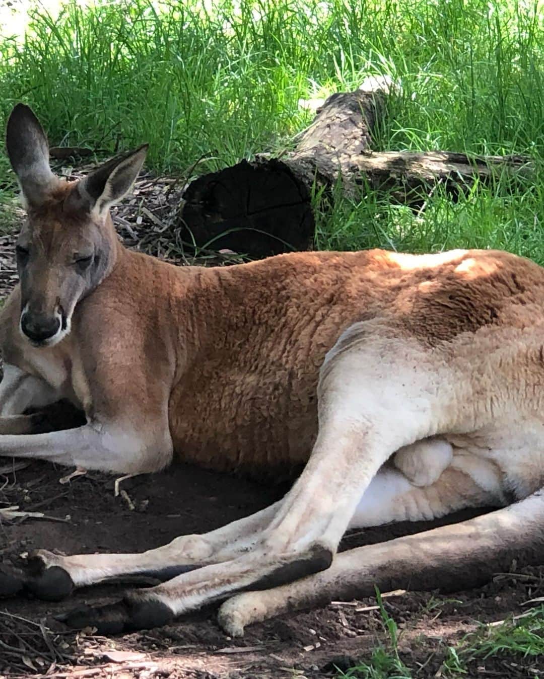 アレックス・キングストンさんのインスタグラム写真 - (アレックス・キングストンInstagram)「Had the most amazing experience at the Cleland Wildlife park ….. communing with the animals in a gorgeous botanical garden setting . Thank you Shelley and team for the work you do to keep these unique creatures healthy and safe from harm .」11月9日 22時25分 - alexkingstonofficial