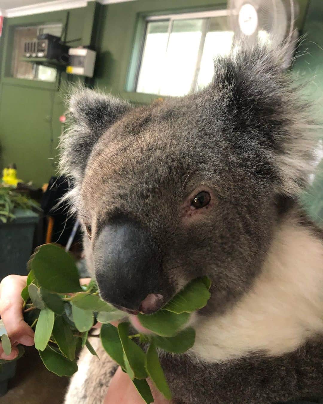 アレックス・キングストンさんのインスタグラム写真 - (アレックス・キングストンInstagram)「Had the most amazing experience at the Cleland Wildlife park ….. communing with the animals in a gorgeous botanical garden setting . Thank you Shelley and team for the work you do to keep these unique creatures healthy and safe from harm .」11月9日 22時25分 - alexkingstonofficial
