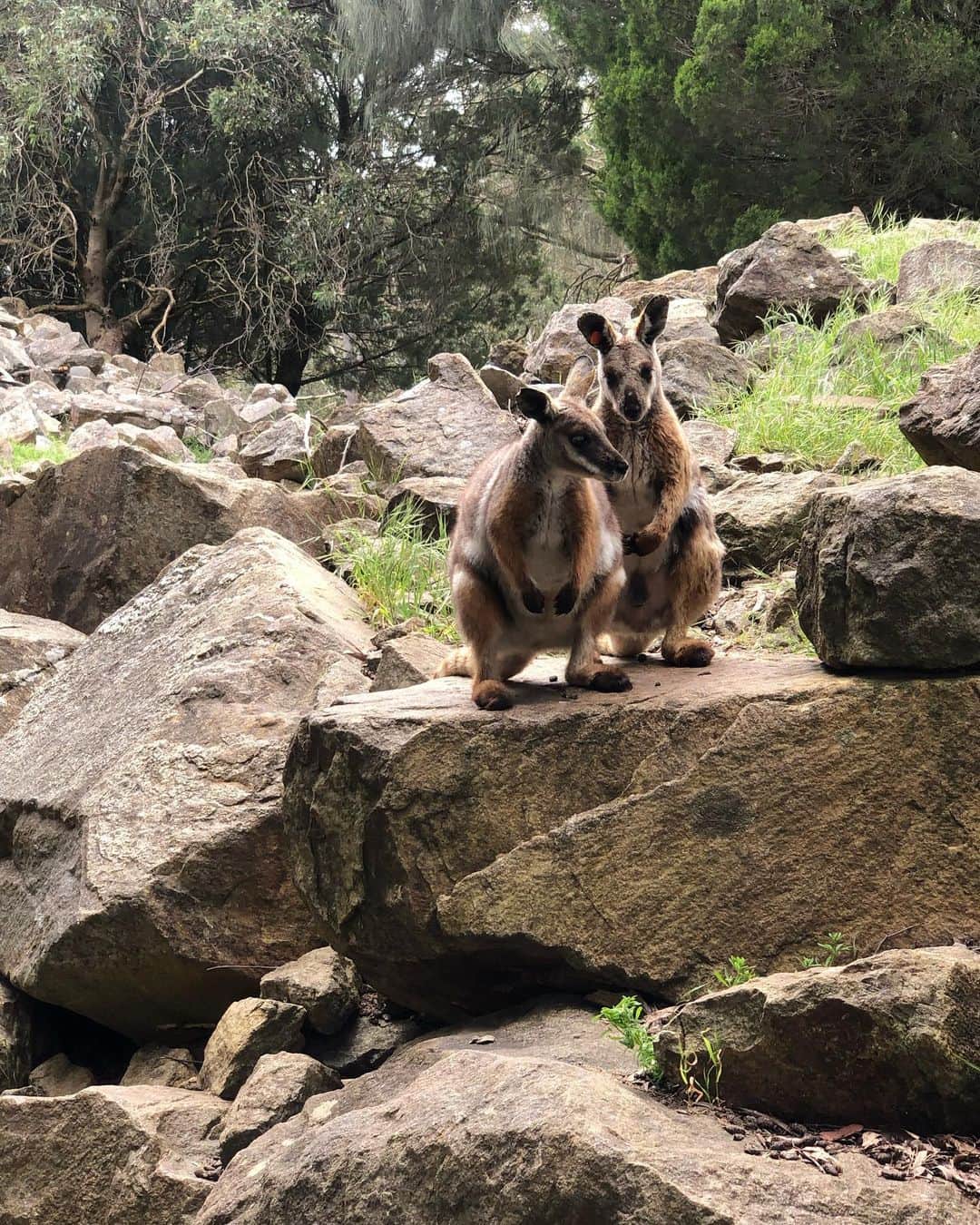 アレックス・キングストンさんのインスタグラム写真 - (アレックス・キングストンInstagram)「Had the most amazing experience at the Cleland Wildlife park ….. communing with the animals in a gorgeous botanical garden setting . Thank you Shelley and team for the work you do to keep these unique creatures healthy and safe from harm .」11月9日 22時25分 - alexkingstonofficial