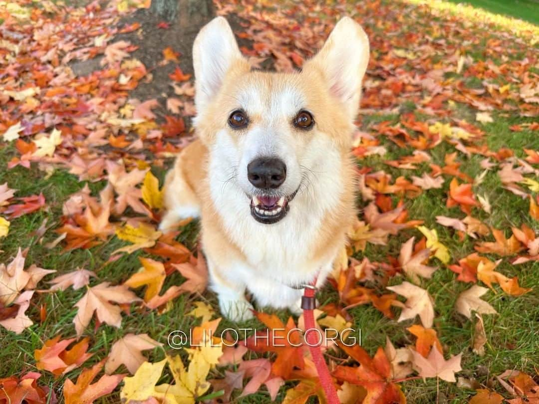 Liloさんのインスタグラム写真 - (LiloInstagram)「Fall is my second favorite f-word. Care to guess my first one? I hope you have a good day and enjoy some cronchy leaves! 🍂✨☺️」11月10日 0時00分 - lilothewelshcorgi