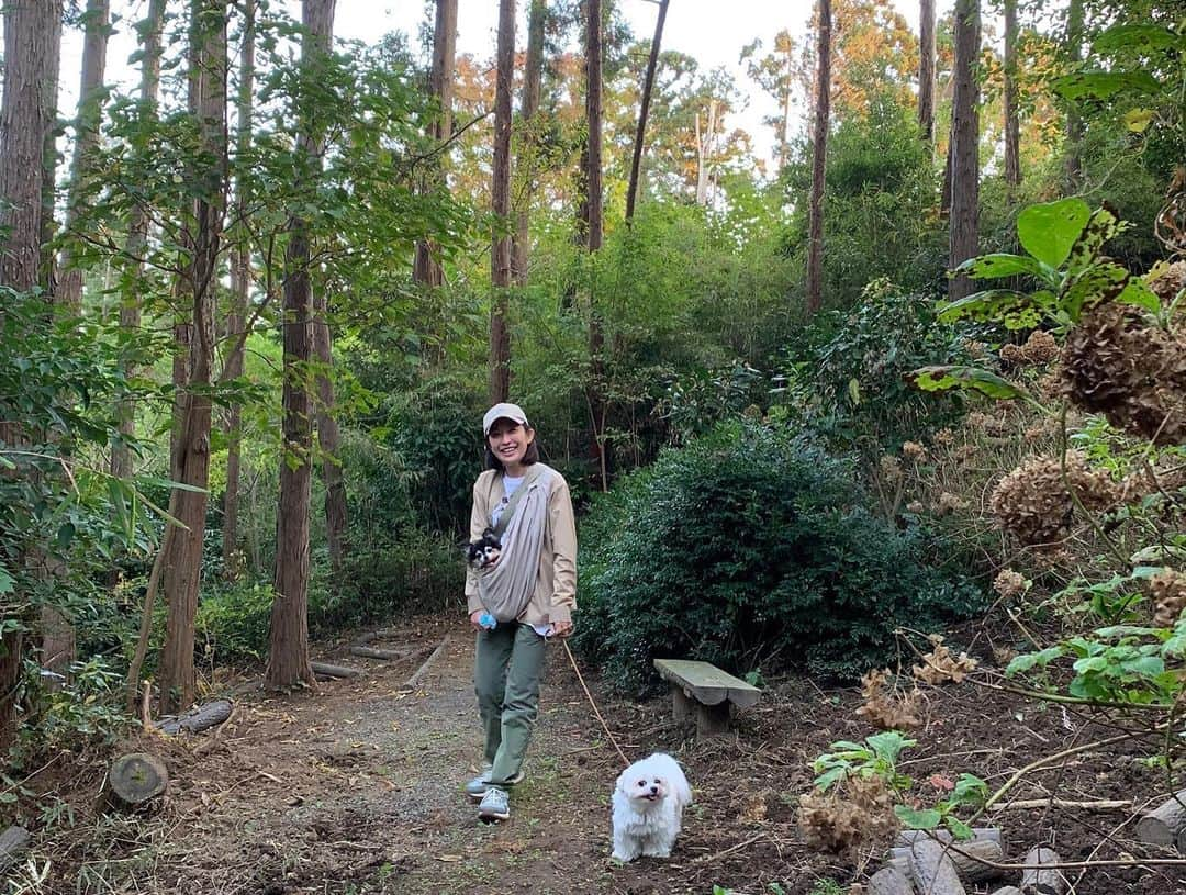 小野真弓さんのインスタグラム写真 - (小野真弓Instagram)「おはにゃーん😆 アオナナです🐯🐯🐾^_^  今朝は冷えますにゃ。 みんなでくっついたら〜 ぽかぽかにゃ☺️🐾 🦝🐏🐯🐯🐼🙋‍♀️♨️  ケージの中で、 ひとりのくーちゃん🐈‍⬛も〜 みんなで仲良くしたら〜 あったかいにゃよ♨️って 説得するにゃあ🥺  おかーさんが、 なかなか手強い🙋‍♀️って 言ってたけど、  猫どーし🐯🐯🐼🐈‍⬛ 分かり合える事もあるかもしれないにゃ❣️(*´꒳`*)  今日も、みんな 良い一日にするにゃよー🐾😆🌾  #雑種猫兄妹#アオくん#ナナちゃん #ほぼうちの子#ちりんくん #チワワ#ハナちゃん #チワマル#ハルくん #犬と猫のいる暮らし#犬猫日記 #おかーさんの願望#人馴れスイッチ捜索中 #くーちゃんに家族を見つけたい 🐾 #家族募集猫#くーちゃん #1歳くらい#子育て卒業猫#人馴れ修行中#黒猫 🐈‍⬛ 子育てを卒業した、くーちゃん☺️ もう子供たちに、栄養をわけなくて良いにゃよ🍼 沢山食べて、自分に栄養使うにゃよ😋🐟  ご飯を食べてる時は、少し触れる😆✌️ すこーーーしだけど。 孫の手だけど。。。(￣▽￣)  ちゅーるを食べてる時も 分かりあえてるよーな錯覚を覚えるほど、 距離が近い😆✌️  可愛い声で、よく喋る😆❤️  アオナナちりん、 猫チーム🐯🐯🐼 たのむーー  人間こわくないよって、 説得してくれぇ🙏😆」11月10日 7時17分 - hanaharuaroi