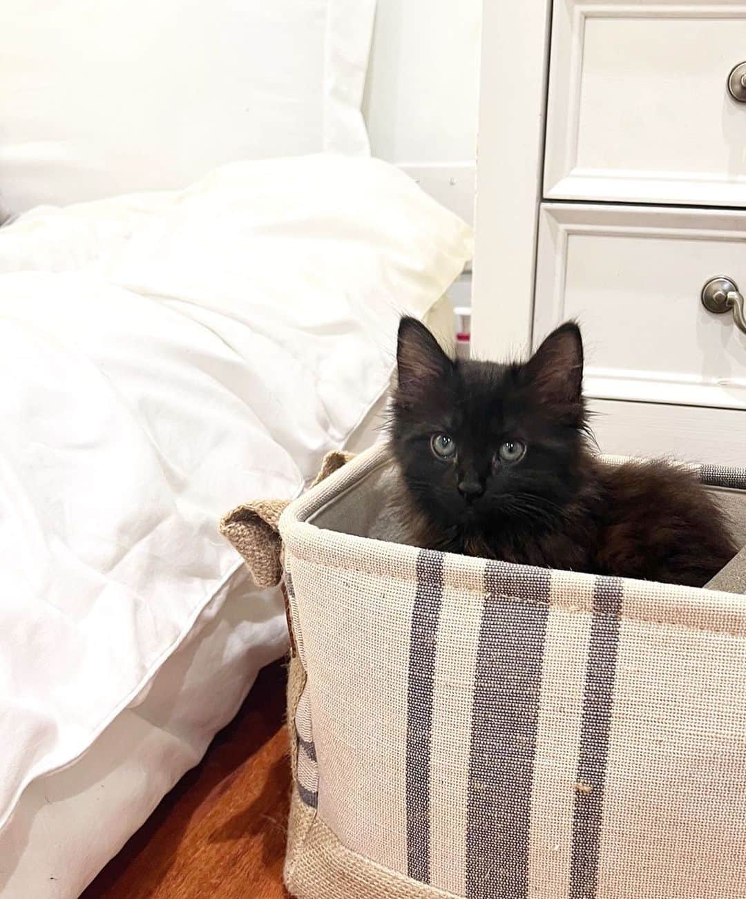 エラ・アンダーソンのインスタグラム：「rescued my little sweet baby girl, Boba with the amazing help of @friendsofnormie  #adoptdontshop   she was found abandoned underneath a house with her siblings and i’m so happy she was saved and grateful to give her sweet soul a forever place in my home.」