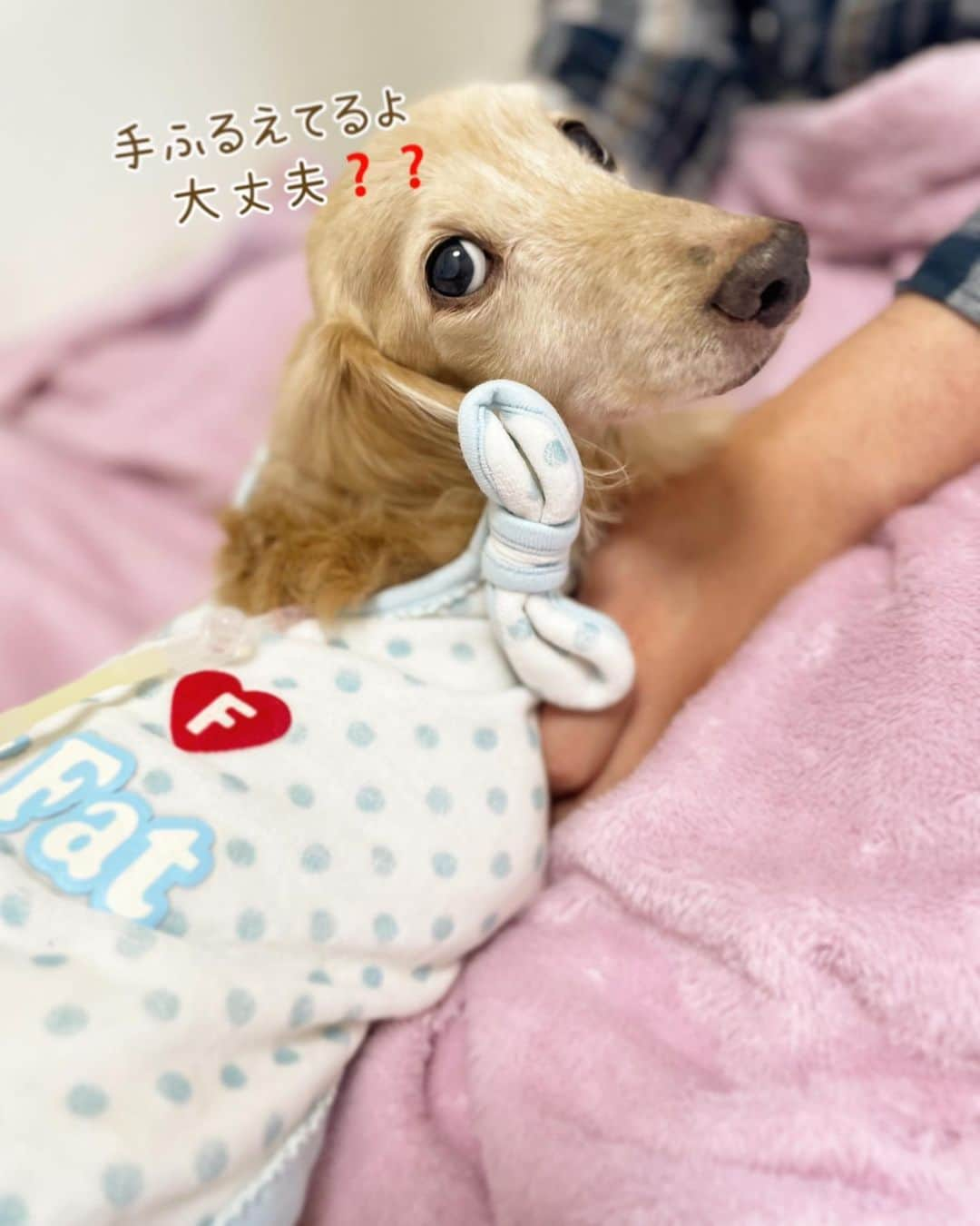 チズさんのインスタグラム写真 - (チズInstagram)「マロン🐶に私たち家族に 多くのコメントやメッセージ📝 LINEやメール📩を ありがとうございます🫶🏻  明日（11月11日）11時半 マロン🐶 虹の橋🌈を渡ります🐾 お時間あればお空眺めて下さい❣️ うーん、 神様ちょっとお迎え早すぎん？と つい言ってしまいそうですが この2日間はゆっくり最後の時間を 過ごすことが出来ました。  マロンの最後の頑張り スマホに写真や動画を撮っていたので こちらで紹介させてください🙏  今夜が最後の夜🌙 考えただけで泣けてきます… いや、すでに大洪水😭  たくさん撫でまわして お話してハグして 肉球クンクンして 明日に備えよう🐶❤️✨  虹組さんの諸先輩方どうぞ マロンをよろしくお願い致します🙇‍♀️🙏  #旅立ち #2006年組 #6102日 #16年8か月と16日 #虹の橋  #Ｍダックス#ダックス#ミニチュアダックス#腎不全犬#腎臓病犬#親父犬#シニア犬#ミニチュアダックスフンド #ミニチュアダックスクリーム#短足部 #兵庫犬#短足犬#カニンヘンダックス #ダックス16歳#カニンヘンダックスフンド#老犬との暮らし#老犬ダックス#シニアライフ#犬は家族#犬のいる生活#インスタでわんこみるのが日課 ♡♡」11月10日 21時21分 - sqi.chizu