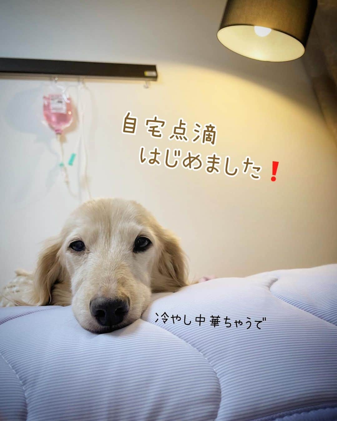 チズさんのインスタグラム写真 - (チズInstagram)「マロン🐶に私たち家族に 多くのコメントやメッセージ📝 LINEやメール📩を ありがとうございます🫶🏻  明日（11月11日）11時半 マロン🐶 虹の橋🌈を渡ります🐾 お時間あればお空眺めて下さい❣️ うーん、 神様ちょっとお迎え早すぎん？と つい言ってしまいそうですが この2日間はゆっくり最後の時間を 過ごすことが出来ました。  マロンの最後の頑張り スマホに写真や動画を撮っていたので こちらで紹介させてください🙏  今夜が最後の夜🌙 考えただけで泣けてきます… いや、すでに大洪水😭  たくさん撫でまわして お話してハグして 肉球クンクンして 明日に備えよう🐶❤️✨  虹組さんの諸先輩方どうぞ マロンをよろしくお願い致します🙇‍♀️🙏  #旅立ち #2006年組 #6102日 #16年8か月と16日 #虹の橋  #Ｍダックス#ダックス#ミニチュアダックス#腎不全犬#腎臓病犬#親父犬#シニア犬#ミニチュアダックスフンド #ミニチュアダックスクリーム#短足部 #兵庫犬#短足犬#カニンヘンダックス #ダックス16歳#カニンヘンダックスフンド#老犬との暮らし#老犬ダックス#シニアライフ#犬は家族#犬のいる生活#インスタでわんこみるのが日課 ♡♡」11月10日 21時21分 - sqi.chizu