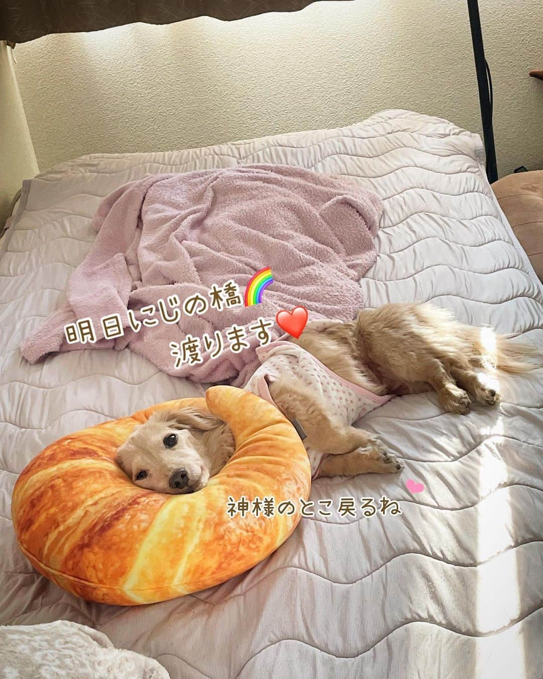 チズさんのインスタグラム写真 - (チズInstagram)「マロン🐶に私たち家族に 多くのコメントやメッセージ📝 LINEやメール📩を ありがとうございます🫶🏻  明日（11月11日）11時半 マロン🐶 虹の橋🌈を渡ります🐾 お時間あればお空眺めて下さい❣️ うーん、 神様ちょっとお迎え早すぎん？と つい言ってしまいそうですが この2日間はゆっくり最後の時間を 過ごすことが出来ました。  マロンの最後の頑張り スマホに写真や動画を撮っていたので こちらで紹介させてください🙏  今夜が最後の夜🌙 考えただけで泣けてきます… いや、すでに大洪水😭  たくさん撫でまわして お話してハグして 肉球クンクンして 明日に備えよう🐶❤️✨  虹組さんの諸先輩方どうぞ マロンをよろしくお願い致します🙇‍♀️🙏  #旅立ち #2006年組 #6102日 #16年8か月と16日 #虹の橋  #Ｍダックス#ダックス#ミニチュアダックス#腎不全犬#腎臓病犬#親父犬#シニア犬#ミニチュアダックスフンド #ミニチュアダックスクリーム#短足部 #兵庫犬#短足犬#カニンヘンダックス #ダックス16歳#カニンヘンダックスフンド#老犬との暮らし#老犬ダックス#シニアライフ#犬は家族#犬のいる生活#インスタでわんこみるのが日課 ♡♡」11月10日 21時21分 - sqi.chizu