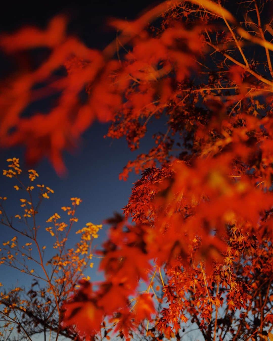 高山都さんのインスタグラム写真 - (高山都Instagram)「秋の京都は天気が良ければ1日いろんなお寺をまわるのが楽しいです。世界遺産でもある仁和寺では夕方からライトアップ！ 青い空に真っ赤な紅葉のコントラストが綺麗すぎて感動。 見るもの全部が絵みたいで…暮れゆく空にお月さまが出て、うっとりな幻想的な景色でした。 行く時間によって空の色が違うから見え方が違うのも楽しんでください。 #そうだ京都行こう #ひかりの京都 #神護寺 #仁和寺 #PR」11月10日 13時50分 - miyare38