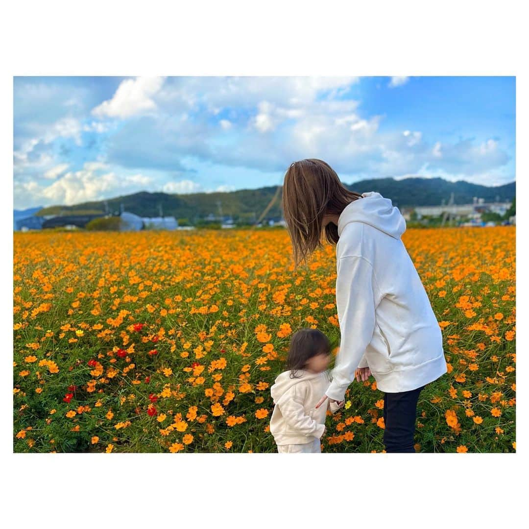 松尾薫さんのインスタグラム写真 - (松尾薫Instagram)「❃ レノファカラーの 　オレンジコスモスも🧡✨  #花の海 #山口県 #コスモス #オレンジコスモス  #山口観光 #山陽小野田市」11月10日 14時48分 - kaoru_matsuo78