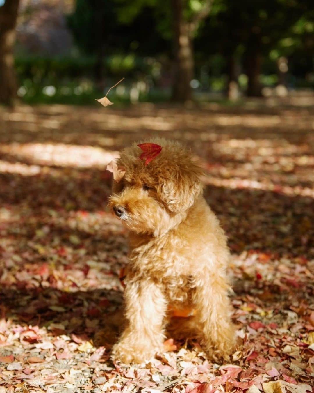 masakiさんのインスタグラム写真 - (masakiInstagram)「thu.10 Nov.2022 いつもの公園は 真っ赤な落ち葉の絨毯🍁 お空からひらひらと降ってきて 番長のおかおにピタっ♡  おさんぽが大好きな番長の ビロンとのびた後ろ脚、 モップのように落ち葉をかさかさ 公園をお掃除してます🙄🍂  秋のぽかぽか陽気 いつまでも続けばいいのになぁ」11月10日 16時47分 - mogurapicassowols