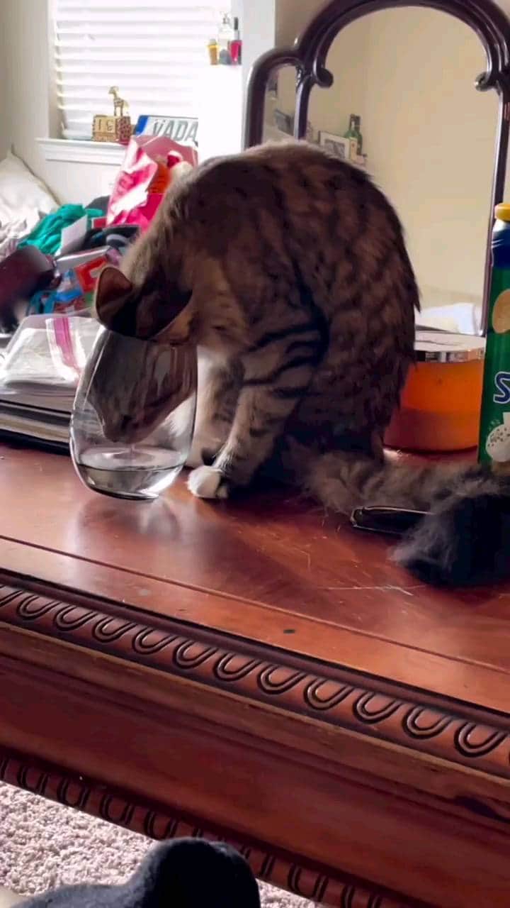 Beautiful Nature & Animalsのインスタグラム：「Refreshing 😹 tag your friends By @sammyandjasmine  #cat #cats #catlife #catlover #cateyes #catlovers #catmemes #catloversclub #catoftheday #catvideo #catstagram #cats_of_instagram #catofinstagram #catsofig #petoftheday #petlovers #animales #animallover #animaladdicts #animalplanet #naturelovers #nature #earth #earthofficial #explore」