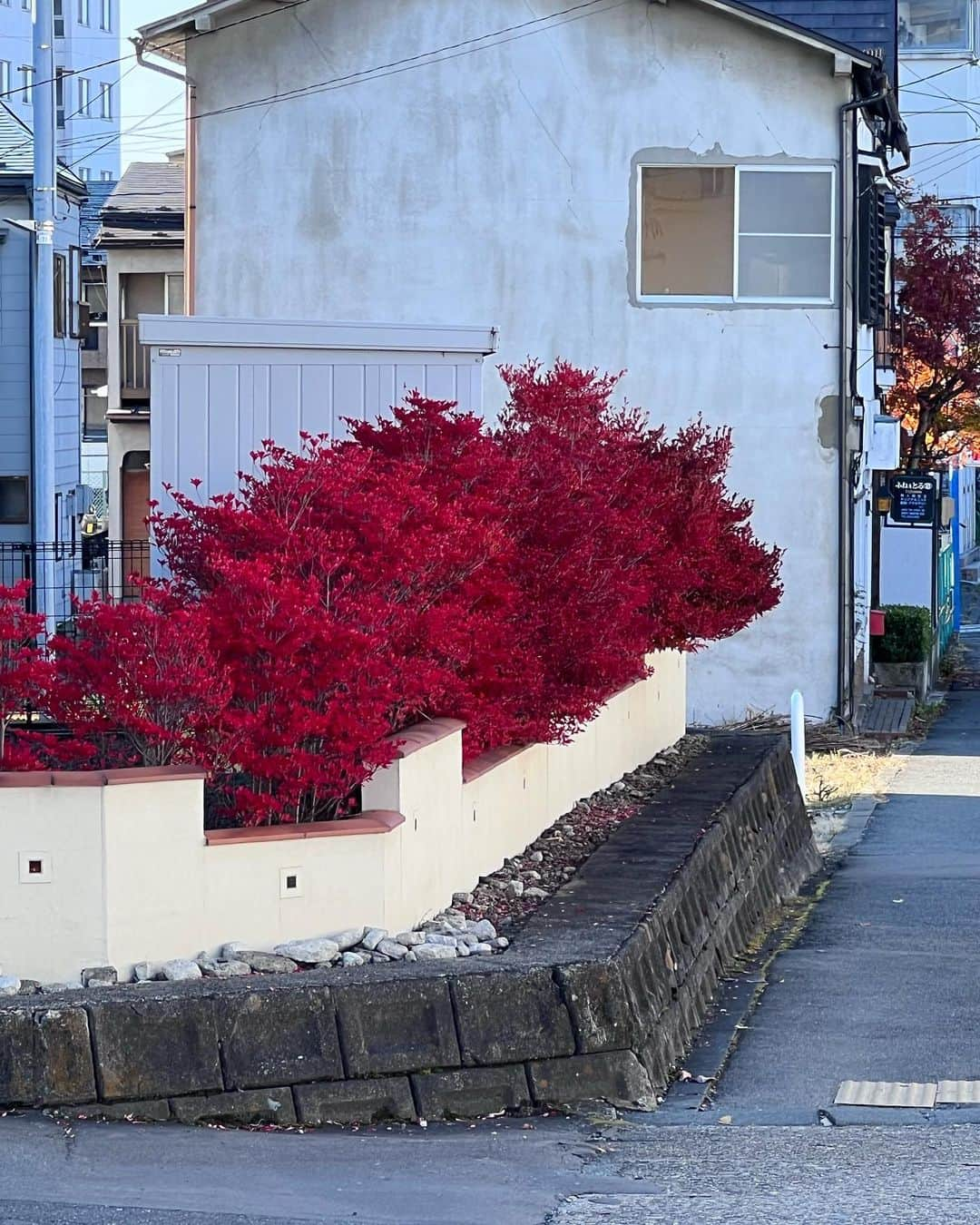 魔女菅原のインスタグラム：「出たぞー！  紅いクマも市内を歩いているようです。 気をつけましょう。  #盛岡　#紅葉　#魔女菅原」