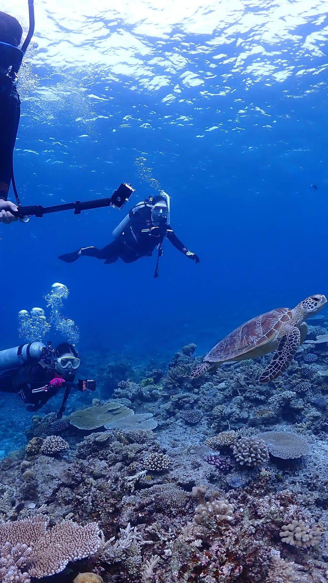 青山恵梨子のインスタグラム：「@eriko_aoyama 🪸🫧 in Zamami,Okinawa  @divecenter_noy_zamami  #diving #okinawa #zamami #homu  #沖縄 #座間味 #ダイビング  @padi_japan」