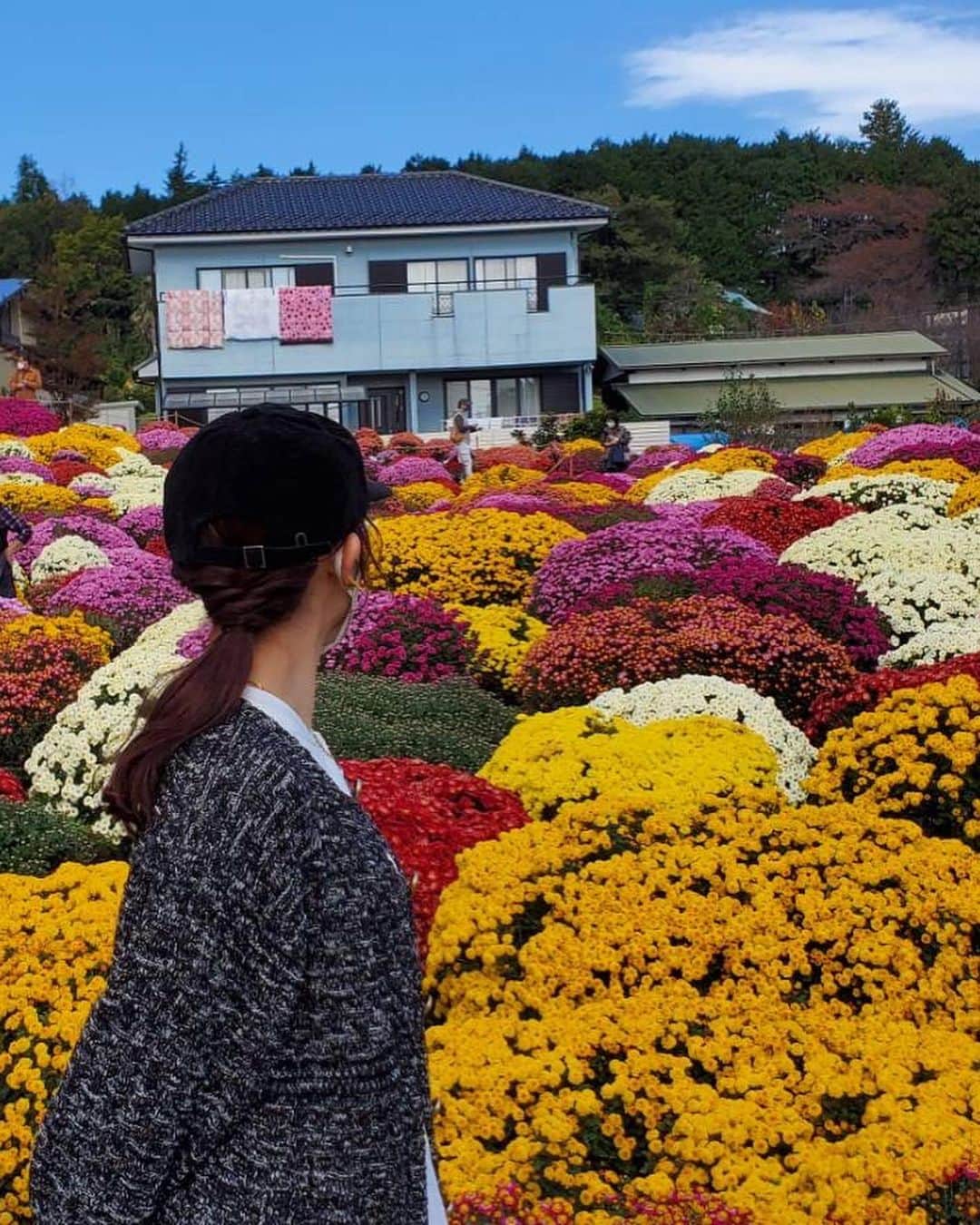 新井恵理那さんのインスタグラム写真 - (新井恵理那Instagram)「きのうのいまごろ…♪ グッド！で依田さんがお天気中継で行っていた、鈴木さんのざる菊園にいました(*^o^*) こんもりまあるく咲いたざる菊がとってもキュート♪富士山の形に整えられたところは特に絵になりましたよ〜(*^o^*)  グッド！モーニングをみてから来てみた、という方にもお会いできて声をかけていただき、すごく嬉しかったです(^-^)♪  『グッド！モーニング』 テレビ朝日系 平日あさ(4:55〜) 5:25〜8:00出演  6時50分ごろ〜【ニュース検定】 7時30分ごろ〜【新井恵理那のあら、いーな!】 7時55分〜【FIFA・ワールドカップ特集】   #グッドモーニング #ざる菊園 #小田原 #新井恵理那 #centforce」11月11日 11時42分 - elina_arai