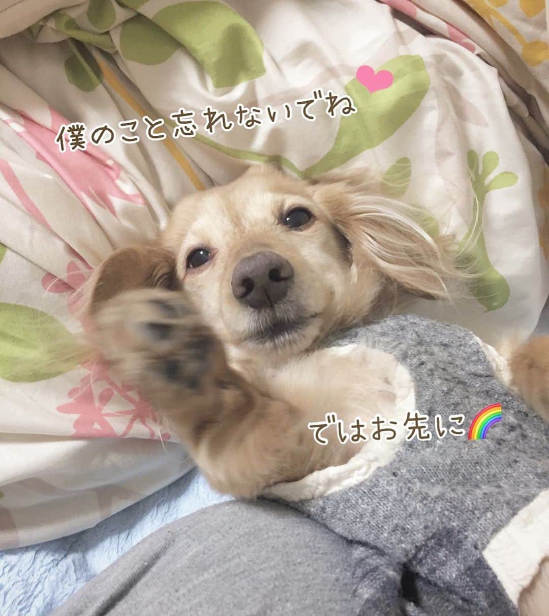 チズのインスタグラム：「帰天しました🐶🌈✨💐🐾 みんなありがとう🫶🏻  また会おうね♡ 虹の橋で✨  #旅立ち #2006年組 #16年8か月と16日 #虹の橋 🌈 #可愛い天使 #11月11日 #豚まんの日  #Ｍダックス#ダックス#ミニチュアダックス#腎不全犬#腎臓病犬#親父犬#シニア犬#ミニチュアダックスフンド #ミニチュアダックスクリーム#短足部 #兵庫犬#短足犬#カニンヘンダックス #ダックス16歳#カニンヘンダックスフンド#老犬との暮らし#老犬ダックス#シニアライフ#犬は家族#犬のいる生活#インスタでわんこみるのが日課 ♡♡」