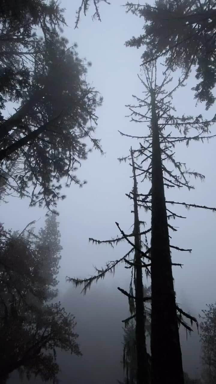 Herizen Guardiolaのインスタグラム：「Lost in the hazy fog of green, for you I lend my voice to sing✨🌲💫」