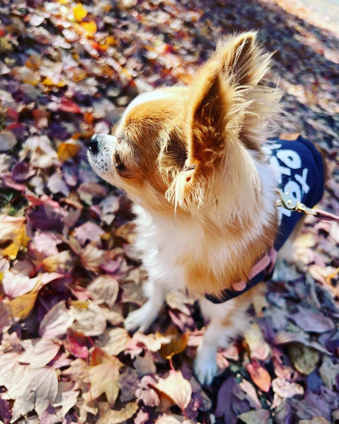 朝岡実嶺のインスタグラム：「#秋 #秋晴れ #お散歩 #チワワ #わんこ#いぬのいる暮らし #いぬすたぐらむ   #autumn #fall #autumnvibes #fallvibes  #dog #chihuahua #doggy #dogsofinstagram」