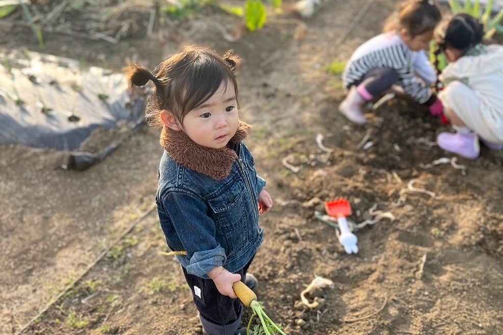HALCALIさんのインスタグラム写真 - (HALCALIInstagram)「先日 @chihiroishino のパパの畑でお芋掘りさせてもらったよ❤️‍🔥孫ズの為にジージがたくさん準備してくださって土遊びしながらも色んなお野菜に触れて最高の体験をさせてもらいました🥺虫大嫌いなのにダンゴムシ触れるようになってたし😳さつまいも、カリフラワー、レタス、キャベツ、人参、葱を収穫させてもらったのだけど無農薬で大切に育てられたお野菜達はどれも最高に美味しくて🥰いつもはサラダを食べないむすめも自分で採ったレタスに自分で採った人参で作ったドレッシングをかけたらバクバク食べた🤩お芋もとっても甘くてみんな食べる手が止まらなかった🤣ちーちゃんの実家にお邪魔してみんなでお寿司食べたり、ちょっぴり花火も見られて最高の週末🥴🍠」12月10日 17時29分 - yucali_halcali