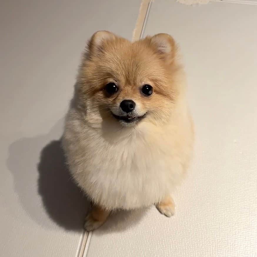 滝菜月のインスタグラム：「モフモフの毛で寒さ知らず🐾 皆さん温かくしてお過ごしください。 ⁡ #何考えてるんだろう #大好きなニボシのことかな🐟 #ポメラニアン」