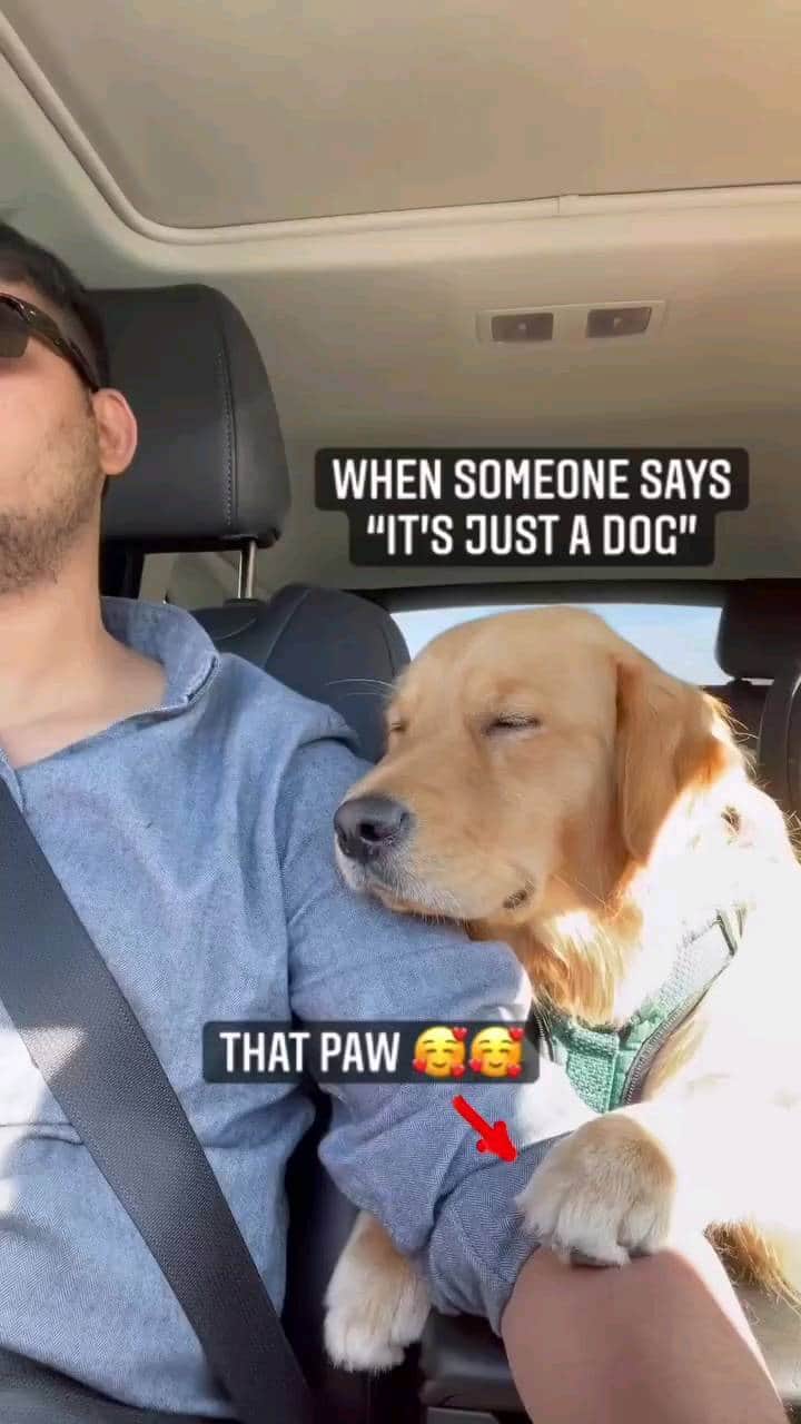 Beautiful Nature & Animalsのインスタグラム：「That paw ❤️🐶 Tag your friends By @hugo.the.heartthrob」