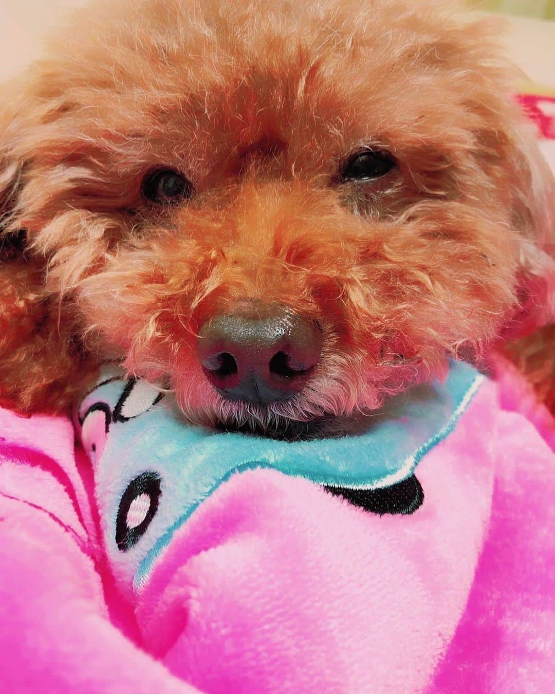 のインスタグラム：「* 可愛い😍  #藤澤ノリマサ  #fujisawanorimasa  #norimasafujisawa  #popopera #ポップオペラ #photo #小太郎 #pets  #toypoodle  #love #poodle  #といぷーどる  #とりみんぐ  *」