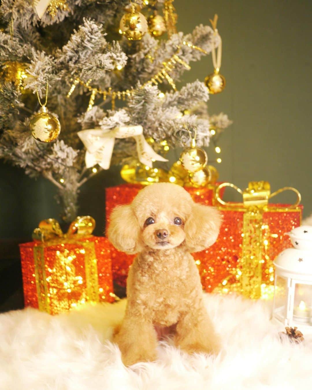 doghug (ドッグハグ) 豊洲本店のインスタグラム：「ちっちゃなプードルちゃん💕  写真撮影もモデルばりにポーズを決めてくれます✨  また年明けにお待ちしてまーす😊  良いお年をお迎え下さい🙇🏻‍♂️  #BLISS#bliss#豊洲#広尾#恵比寿#表参道#渋谷#仔犬#子犬#プードル#ふわもこ部#ワンコなしでは生きていけません会#犬バカ部#もふもふ#トリマー#トリミングサロン#トリミング#グルーミング#トイプードル#テディベアカット#キャンディカット#ケージレスペットホテル」