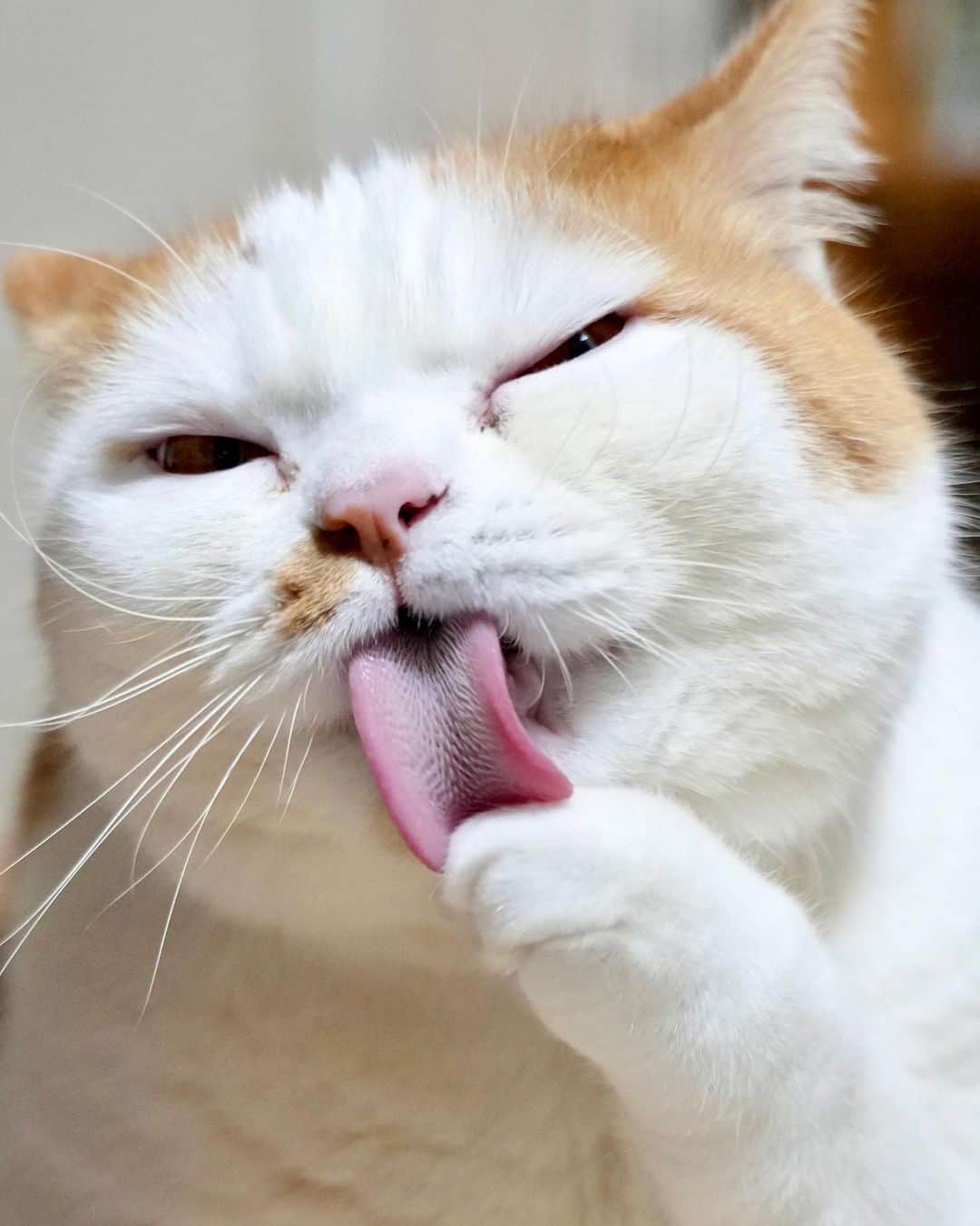 マンチカンズTVのインスタグラム：「黙々とお手入れ中♪  #catstagram #kitty #petstagram #instacat #meow #catoftheday #ilovemycat #instacat_meows #catstagram_japan #猫 #ねこ #ねこすたぐらむ #ネコ #ふわもこ部 #にゃんすたぐらむ #ねこ部 #保護猫 #にゃんこ #猫好きさんと繋がりたい #ねこのいる生活 #子猫 #ねこのきもち #ねこのいる暮らし #猫写真 #猫と暮らす」