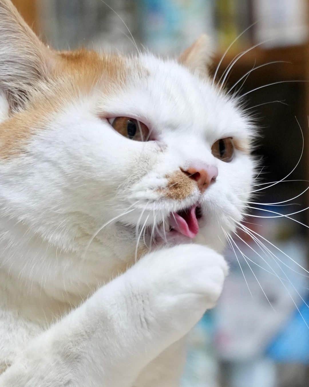 マンチカンズTVのインスタグラム：「このベロできるかにゃー？  #catstagram #kitty #petstagram #instacat #meow #catoftheday #ilovemycat #instacat_meows #catstagram_japan #猫 #ねこ #ねこすたぐらむ #ネコ #ふわもこ部 #にゃんすたぐらむ #ねこ部 #保護猫 #にゃんこ #猫好きさんと繋がりたい #ねこのいる生活 #子猫 #ねこのきもち #ねこのいる暮らし #猫写真 #猫と暮らす」