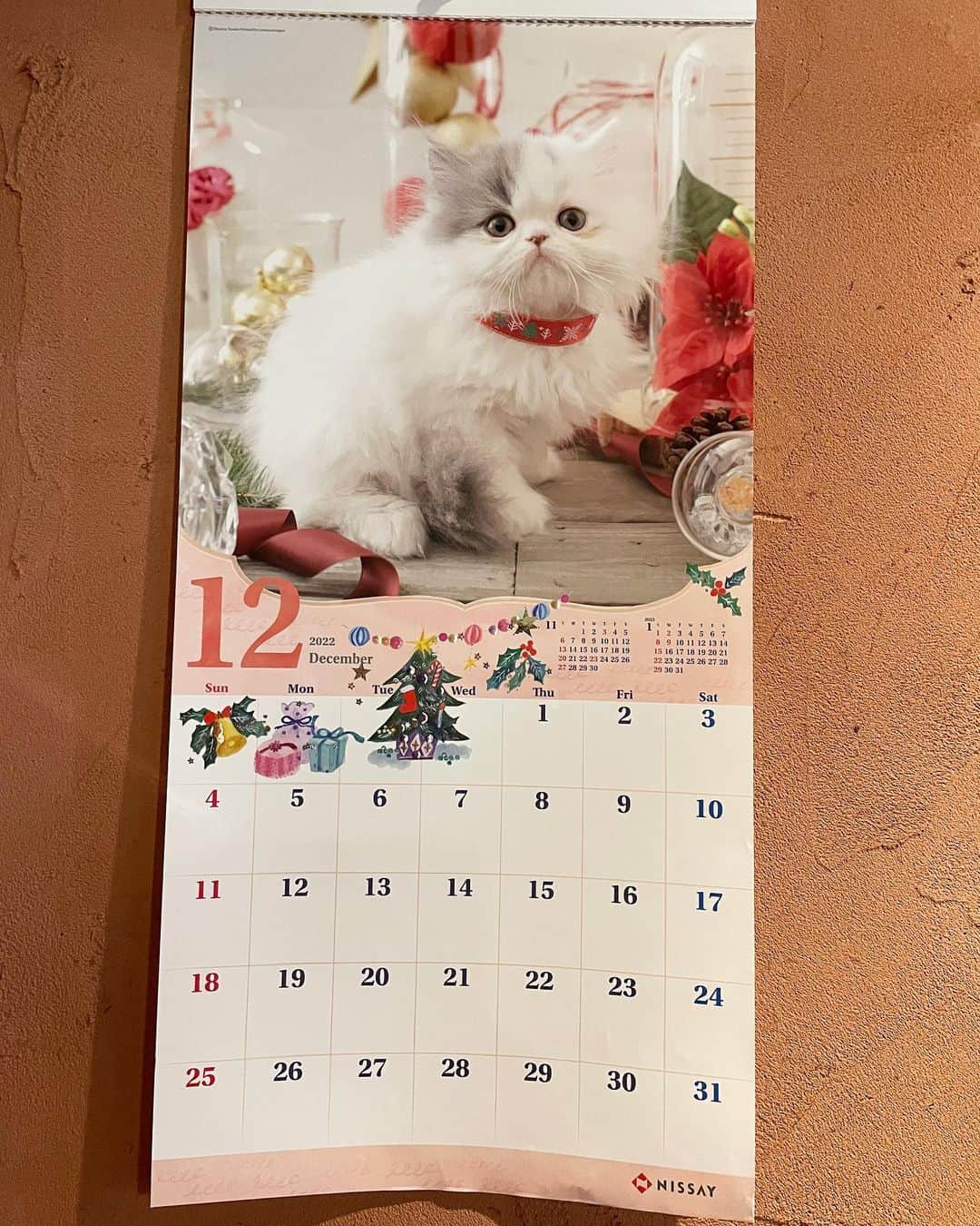 chiitarou_97のインスタグラム：「. 今日、とてもびっくりすることがありました。  会社近くのお店にランチに行き、 何気なく「あ、猫のカレンダーだ」と見たら、 なゆちゃんでした!  お迎え前にカレンダー用の写真撮影をしたと聞いてはいたものの、詳細が分からず見つけられなかったのですが、モデルなゆちゃんに5年越しで出会えました。  今日ランチに行ったお店には毎月行ってはいないので、 奇跡的な出来事に本当に驚き、とても嬉しかったです。  お里からいただいたデータとあわせて、 記念に投稿してみます。 チビなゆ太、かわいいなぁ❤︎☺️  ちなみに日本生命の2022年のカレンダーでした。 早速メルカリでポチったよ❤︎」