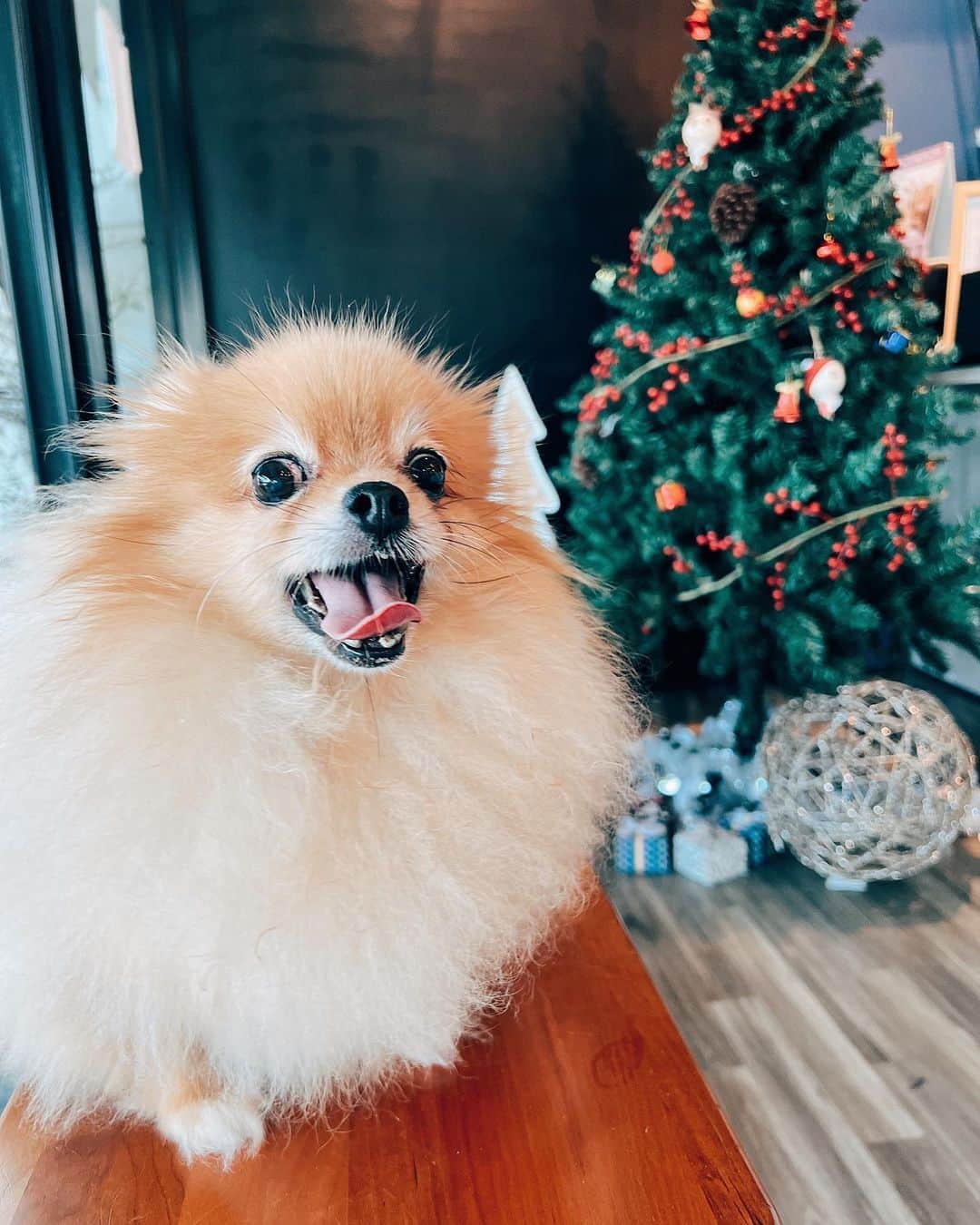 のインスタグラム：「Feeling festive 🎄🐹 #me #xmastree」