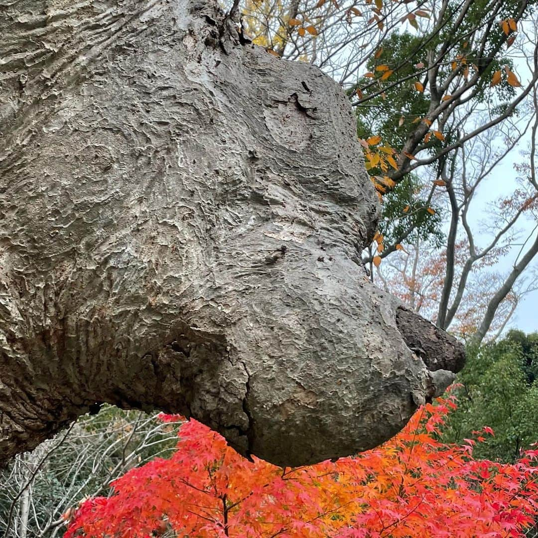 戸田昭吾のインスタグラム：「鎌倉は鶴岡八幡宮の境内にあるプーさん似の木でもアップしておきましょうかね。ちゃんと目も口もあるし、なんなら紅葉がブォーッと吐いた火のようにも見えます。本当は怖いリアルプーさん。」